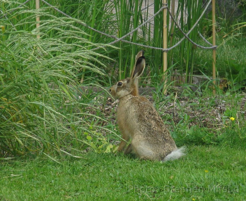 Bennas2010-3382.jpg - A hare spotted at the botanic garden
